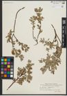 Foto von Salix repens L. x Salix starkeana Willd.